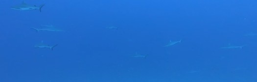 mur de requins fakarava